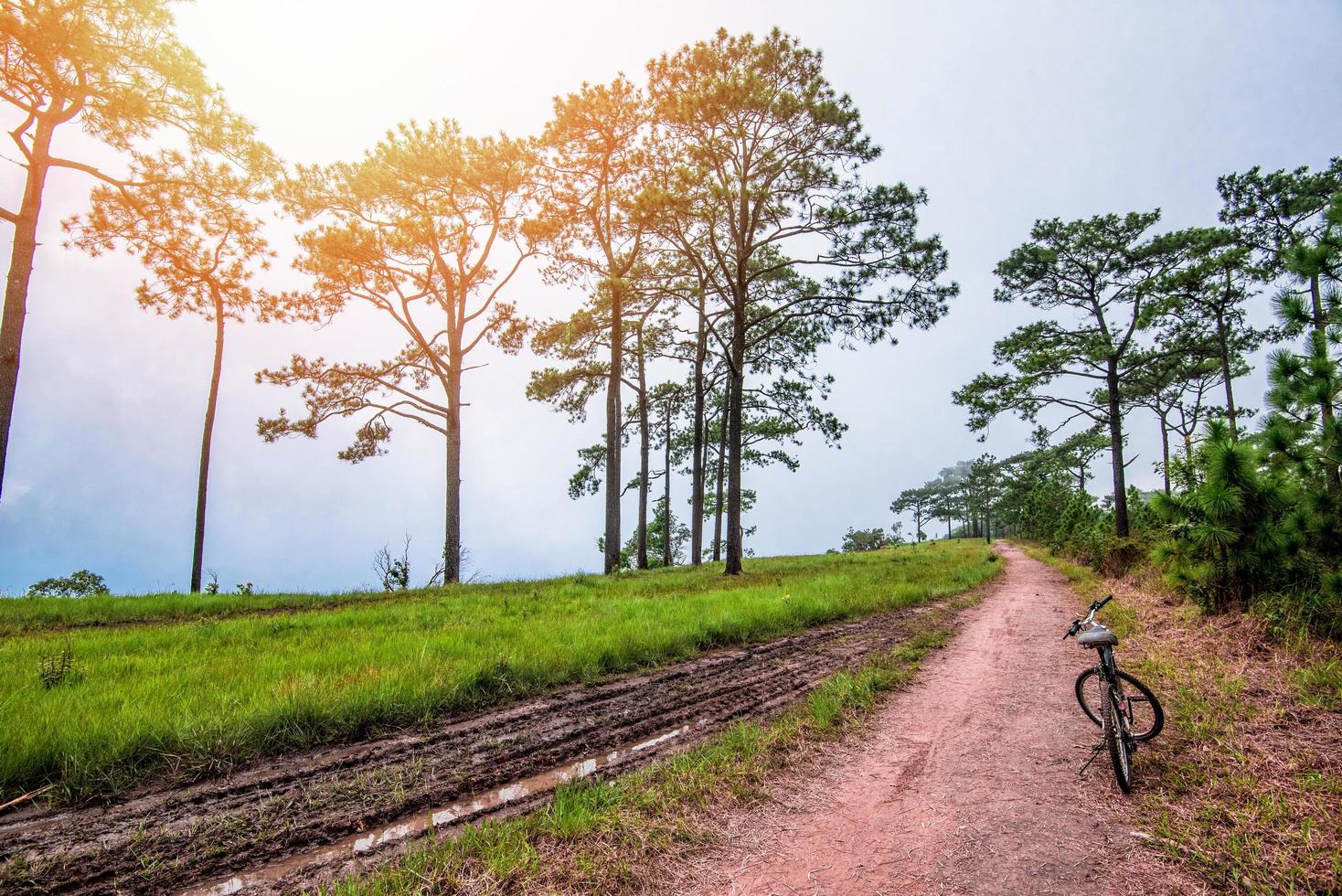 champ de chemin de terre sur la forêt de pins de colline avec vélo - campagne poussiéreuse rurale vélo de montagne photo