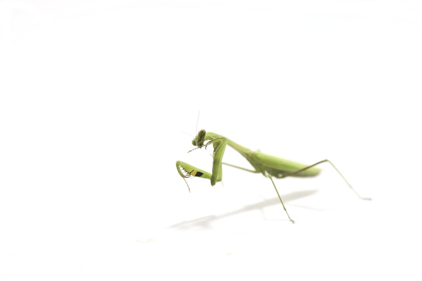 mante religieuse isolée sur fond blanc un animal mignon et herbivore qui détruit les plantes et les animaux ensemble sur un fond blanc. photo