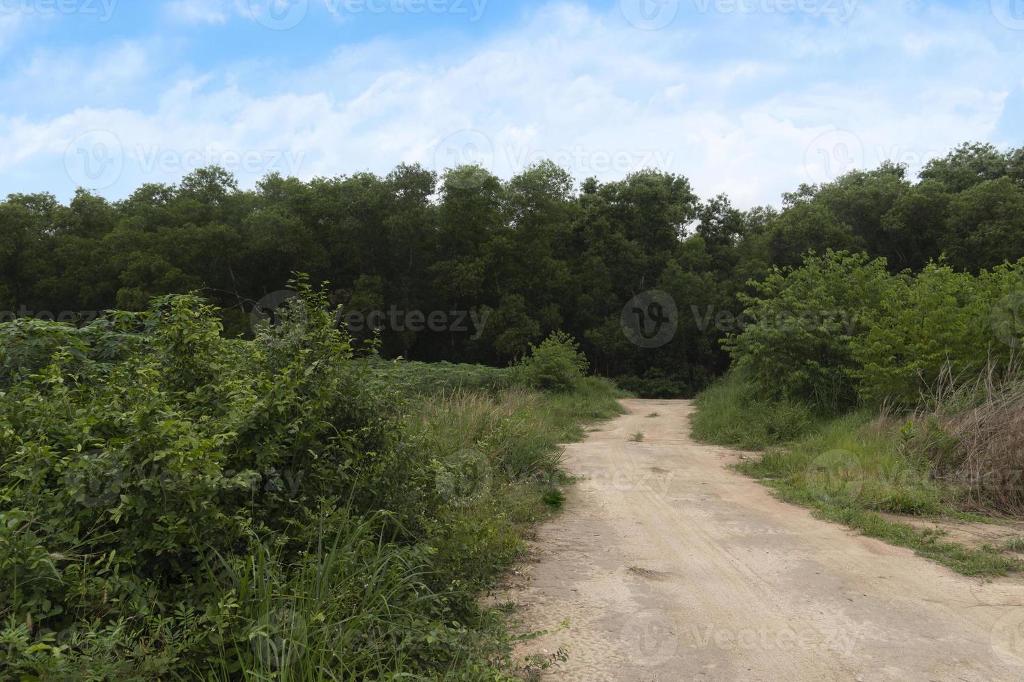 chemin de terre qui mène tout droit. entouré d'herbe verte. fond de forêt verte sous ciel bleu et nuages blancs. photo