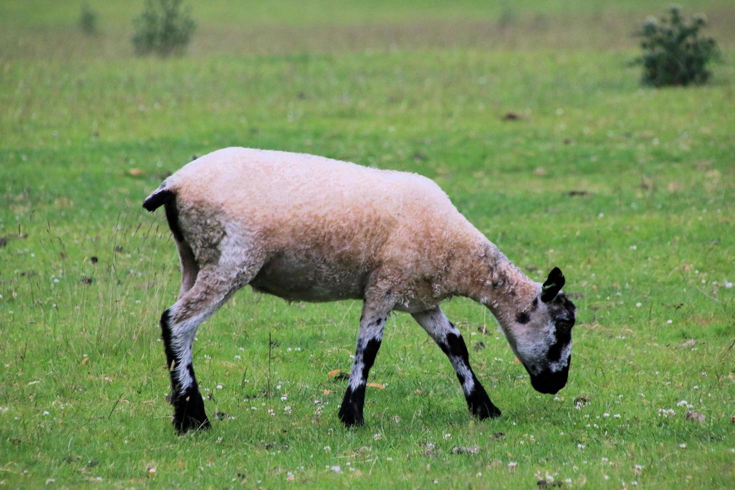 vue d'un mouton dans un champ dans le cheshire photo