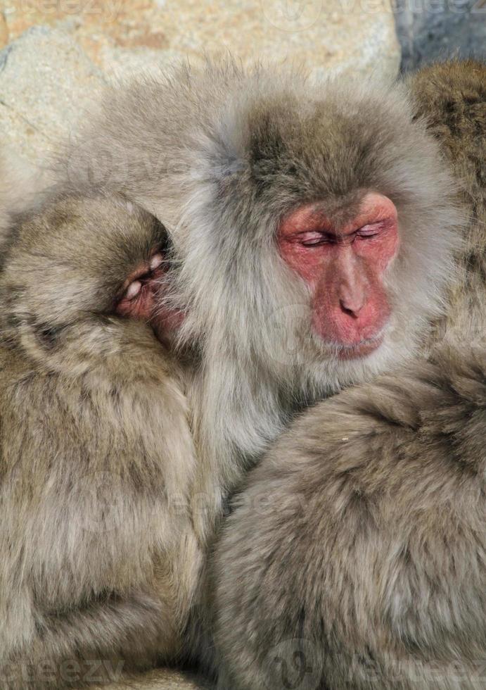 famille japonaise de singes des neiges se blottissant et dormant dans le parc national photo