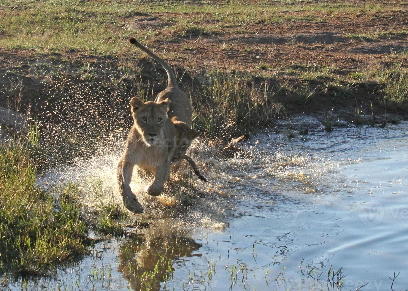 Deux jeunes lions qui traversent les eaux peu profondes d'un étang dans une réserve faunique sud-africaine photo