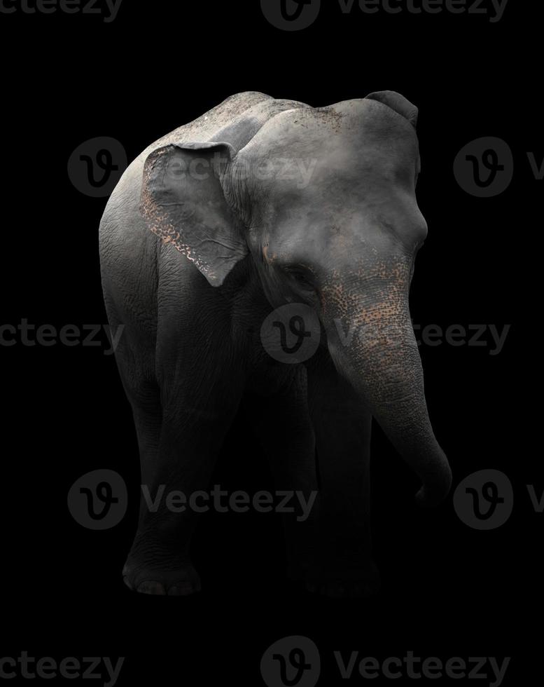 Éléphant d'Asie debout sur fond sombre photo