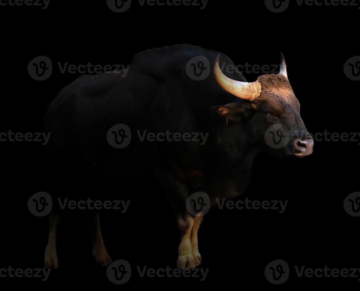 gaur dans le noir photo