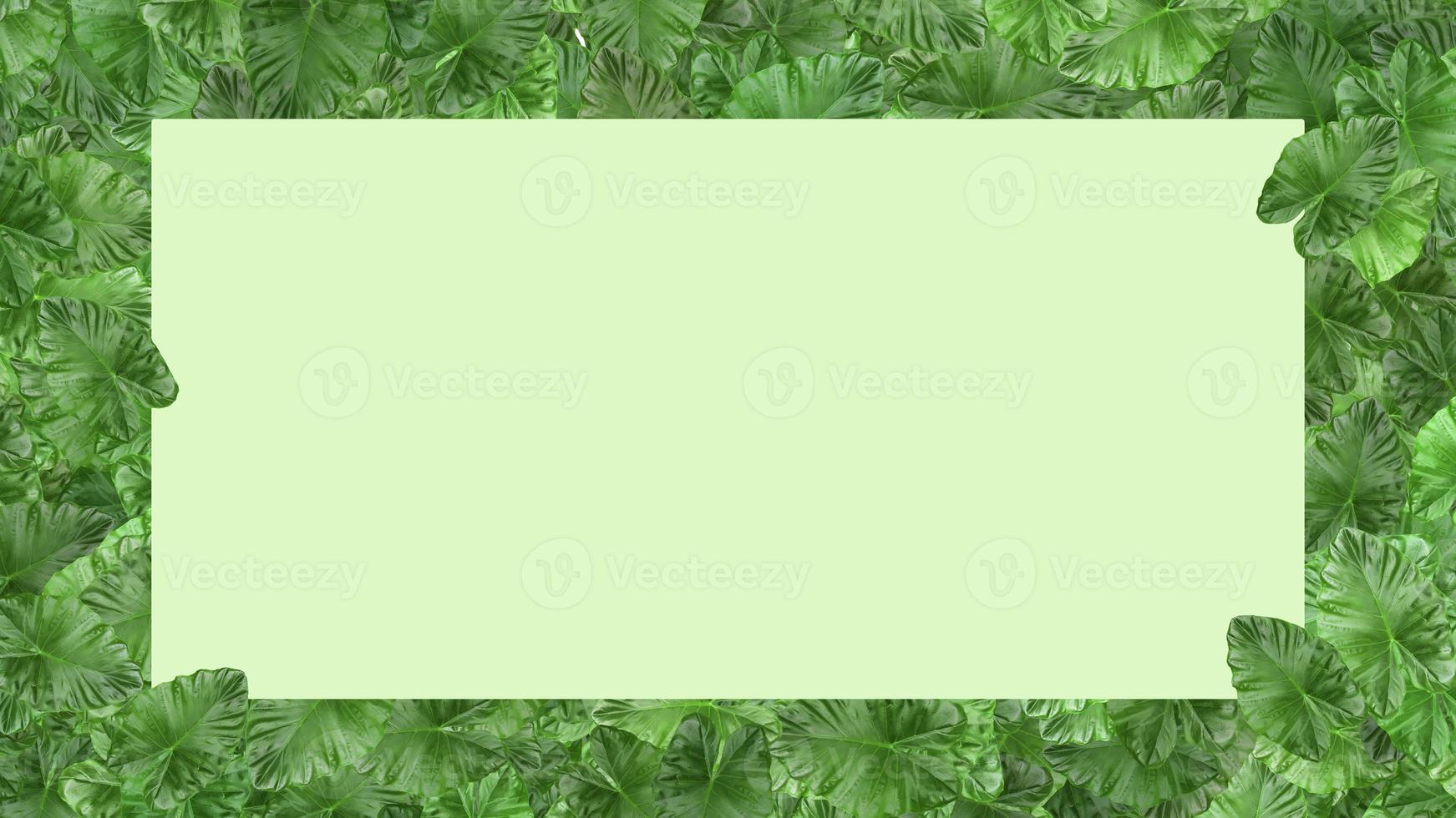 cadre de feuille verte isolé sur fond blanc avec un espace pour insérer du texte. photo