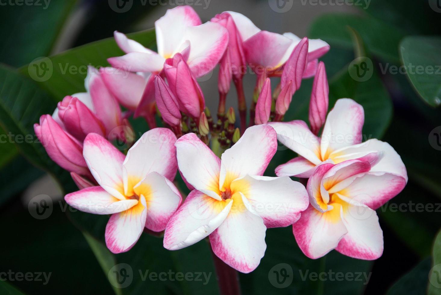 fleur de spa tropical frangipanier, plumeria rose photo