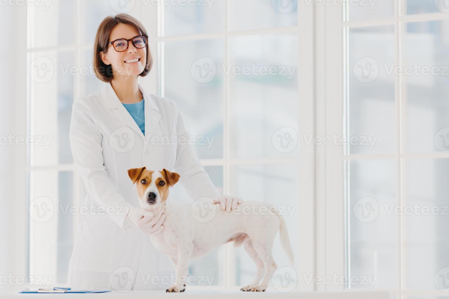 soin et santé des animaux. plan intérieur d'une femme vétérinaire en robe blanche et gants médicaux, se tient près de la table d'examen, examine le chien, le chiot d'animaux de compagnie, pose dans une clinique vétérinaire moderne contre une grande fenêtre. photo