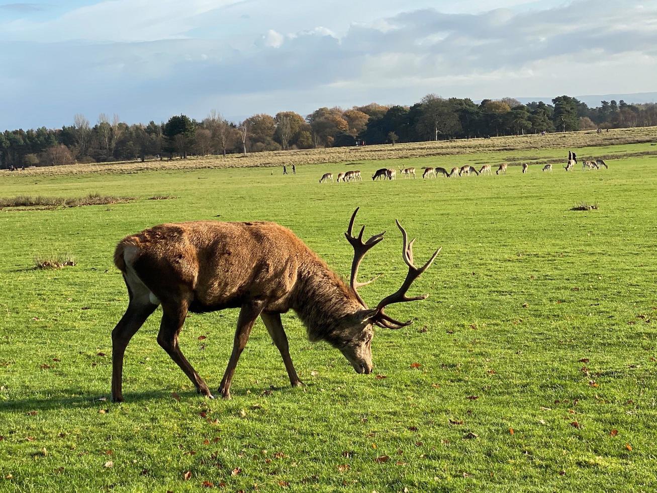 vue d'un cerf rouge dans la campagne du cheshire photo