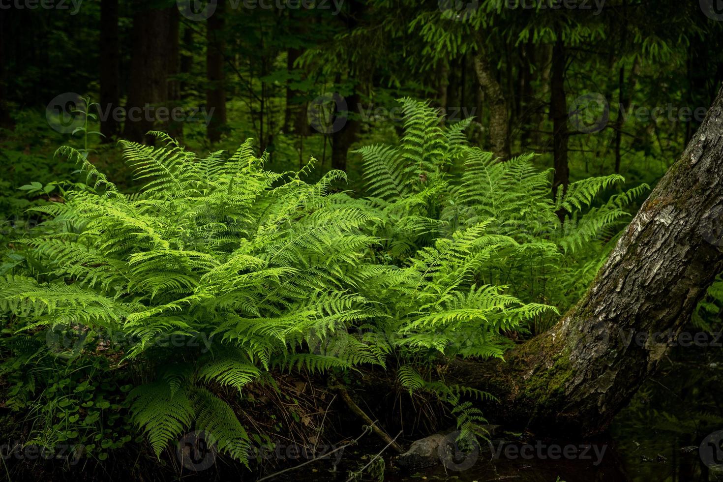 vue sur les magnifiques bosquets de fougères de la forêt. environnement, nature. mise au point sélective. photo