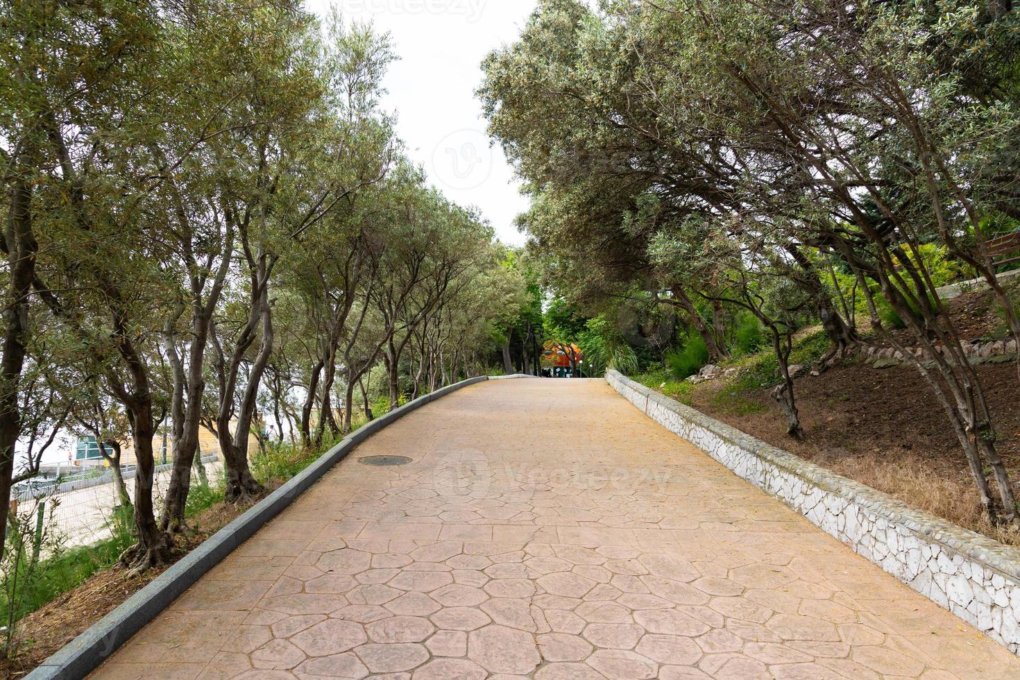 l'allée du parc des oliviers. oliviers des deux côtés d'une route goudronnée. photo