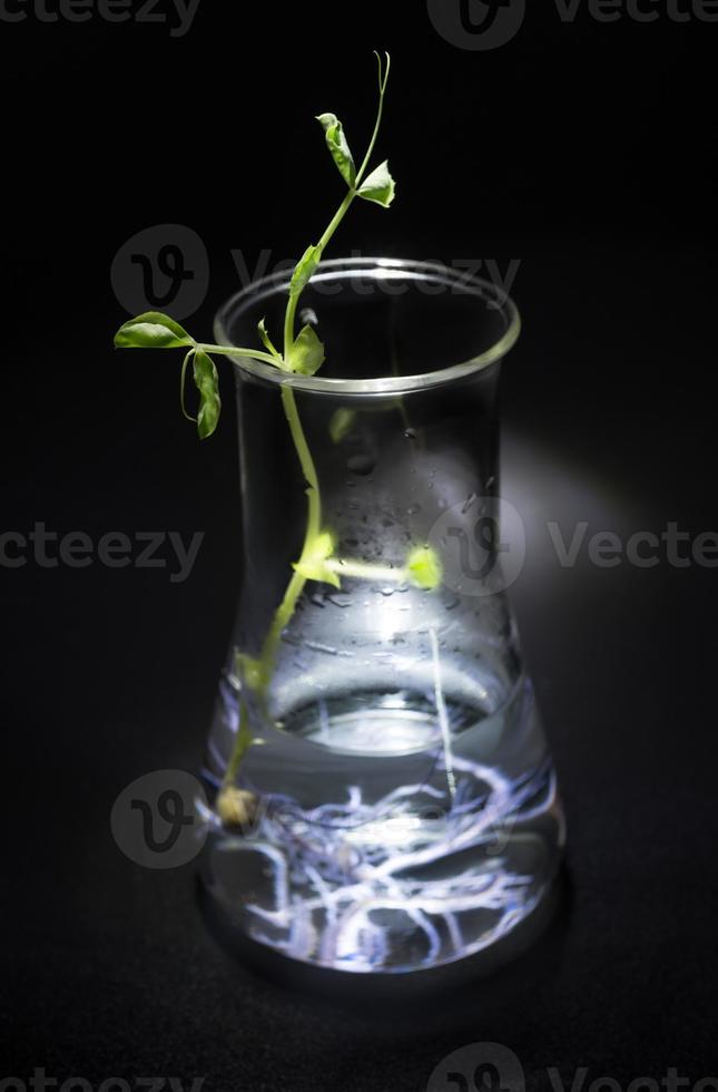 culture de plantes hydroponiques en flacon conique photo