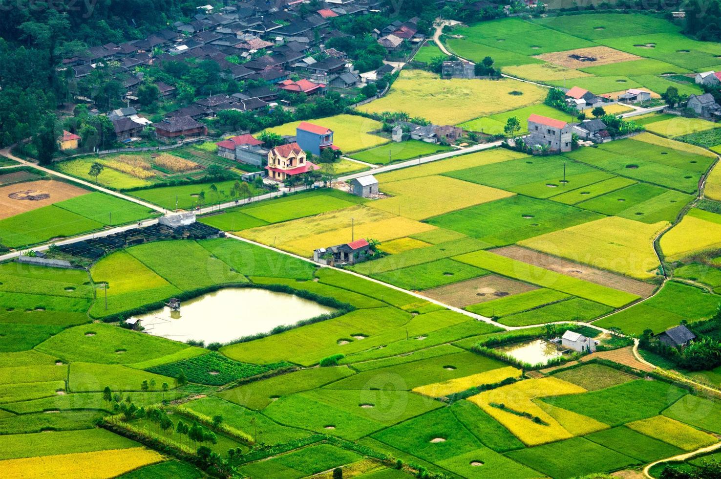 Champ de riz au moment de la récolte dans la vallée de bac son, lang son, vietnam photo
