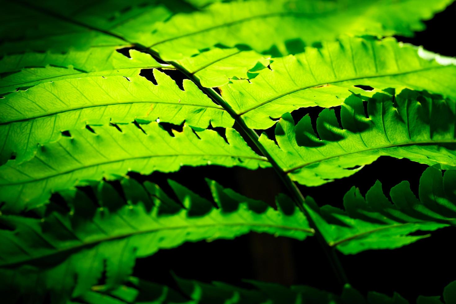 feuille verte avec la lumière du soleil sur fond sombre. fond naturel. coup de macro de texture de feuille de fougère. feuille de fougère dans la forêt. soleil qui brille à travers la feuille de fougère le matin. concept éco-nature. écologie. photo