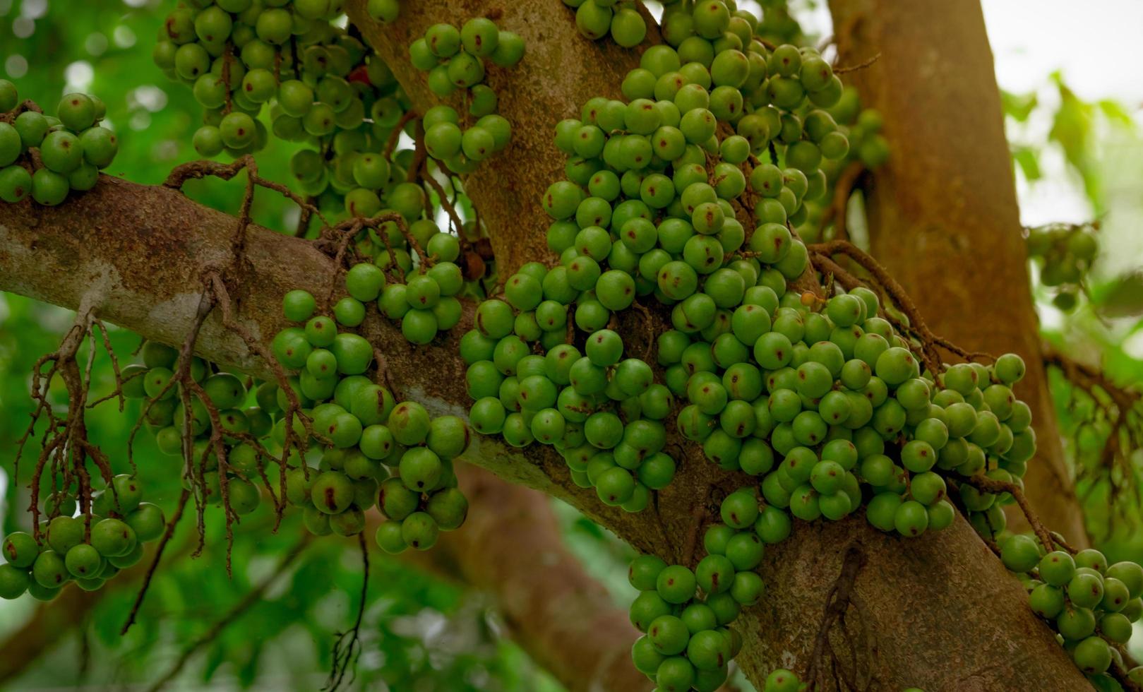 cluster fig ficus racemosa dans la forêt tropicale. vue de dessous d'arbre vert dans la forêt tropicale. gros plan figue de grappe crue et mûre sur les branches de l'arbre. fruits bio. bouquet de fruits verts. photo