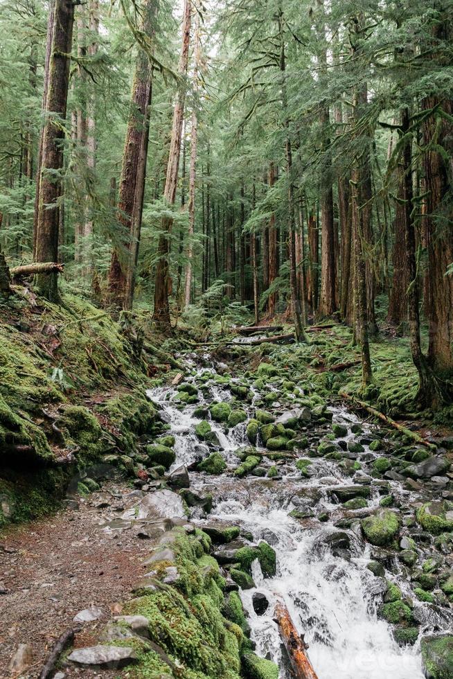 ruisseau dans la forêt photo