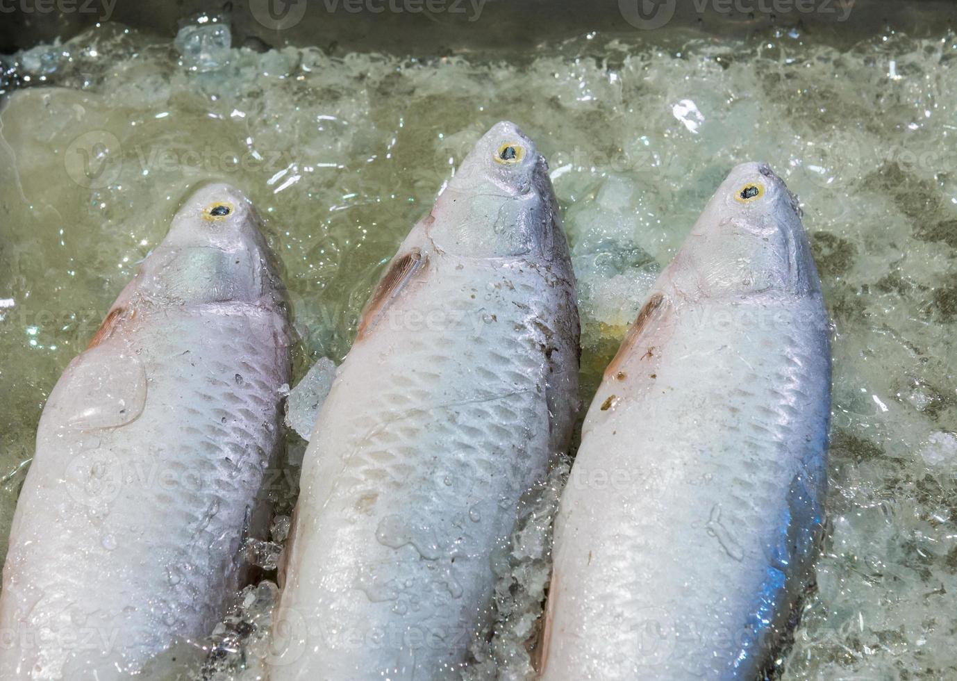 poisson de mer frais. photo