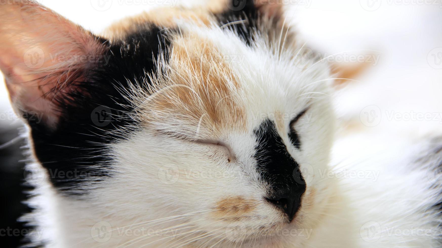 gros plan d'un chat qui dort. chat avec les yeux fermés photo