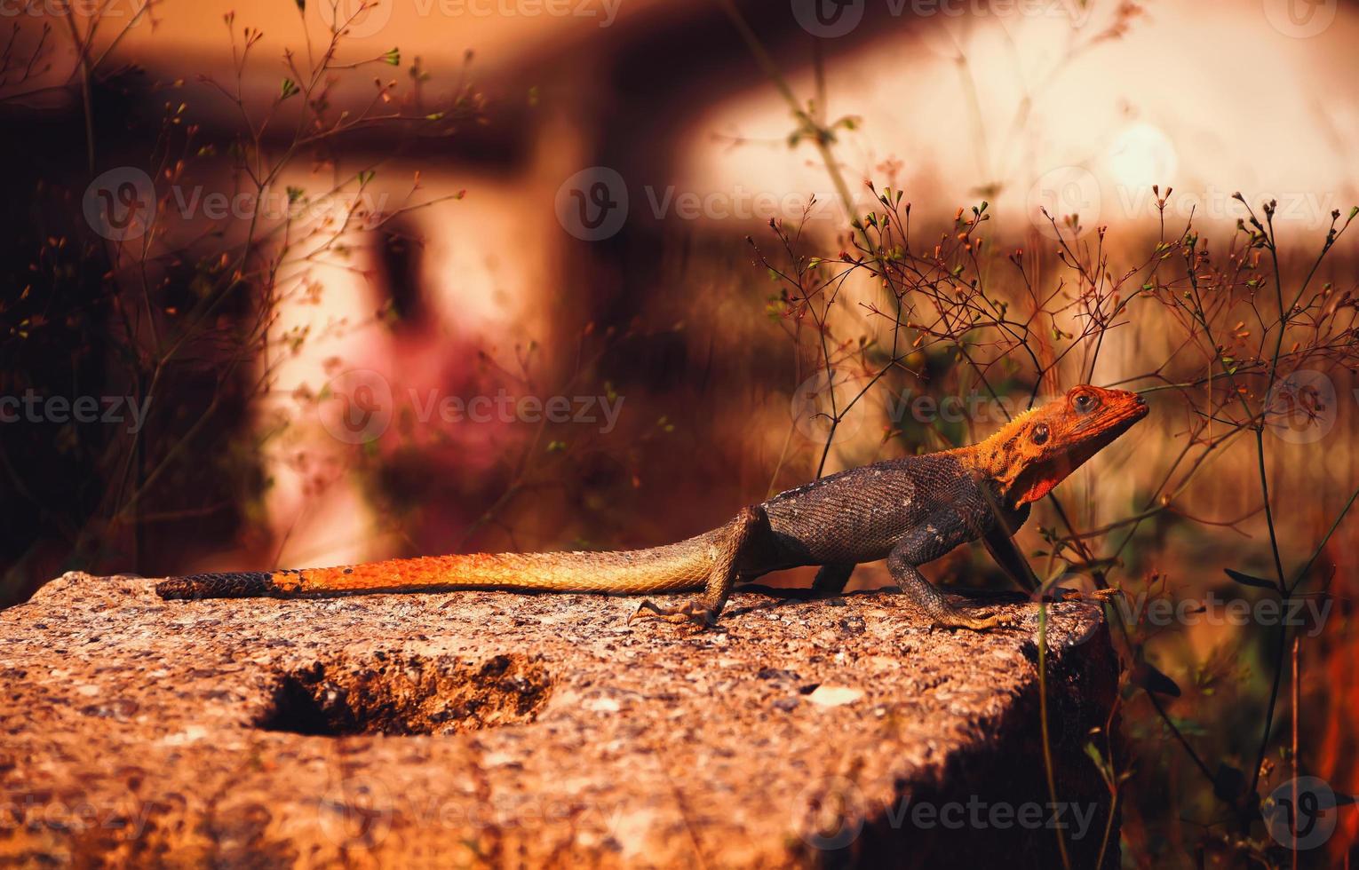 Lézard mâle allongé sur un mur de béton avec la tête relevée photo