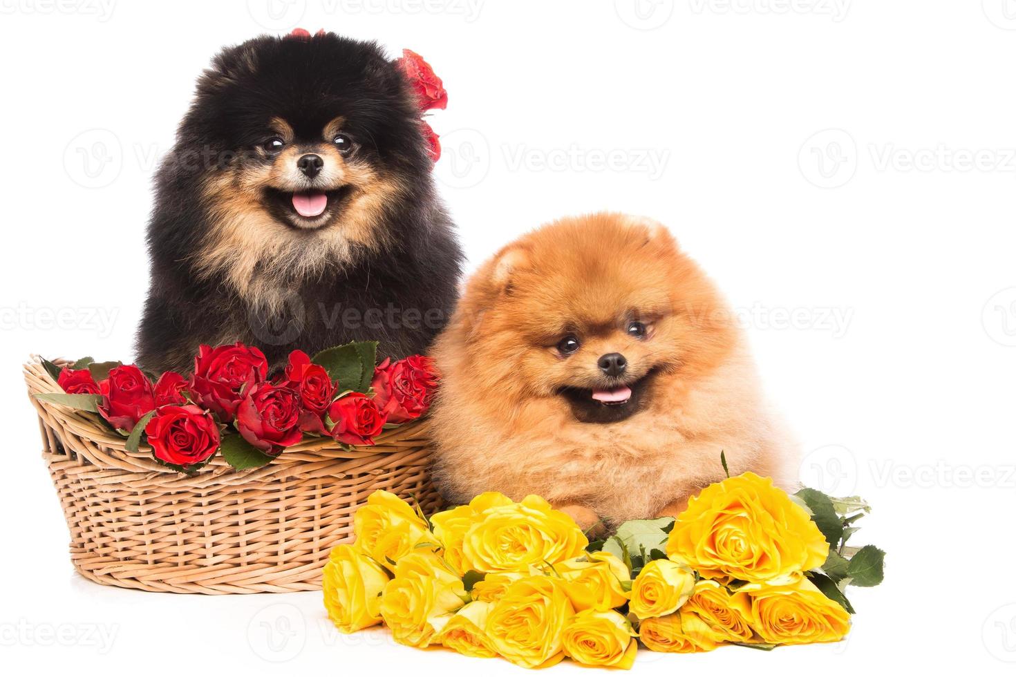 chiens spitz dans le panier avec des fleurs photo