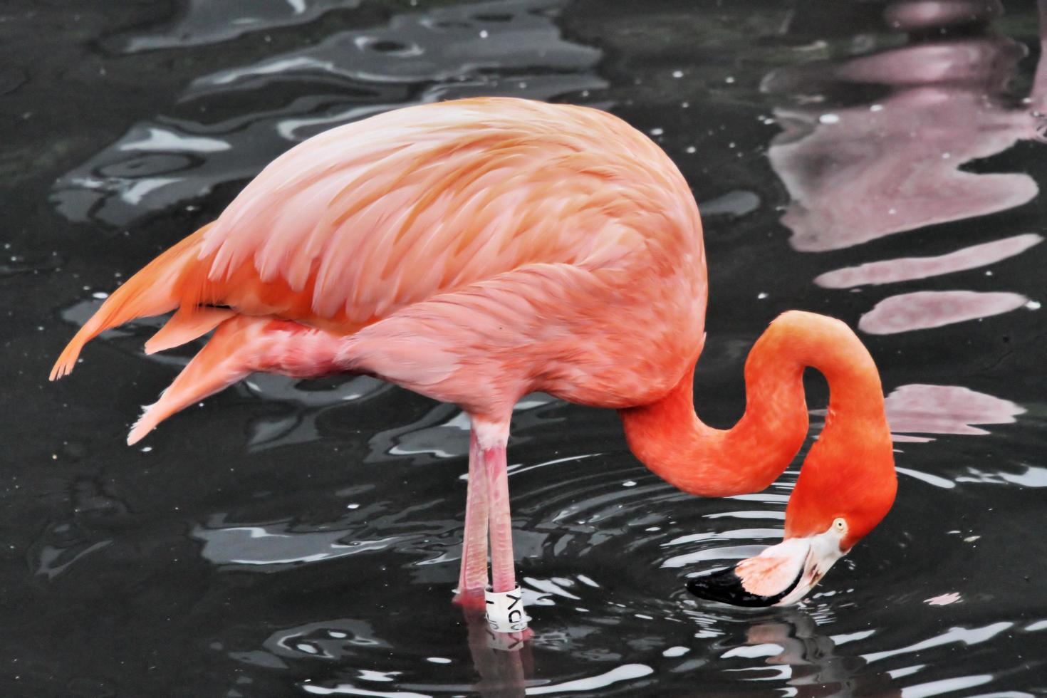 vue d'un flamant rose à la réserve naturelle de slimbridge photo