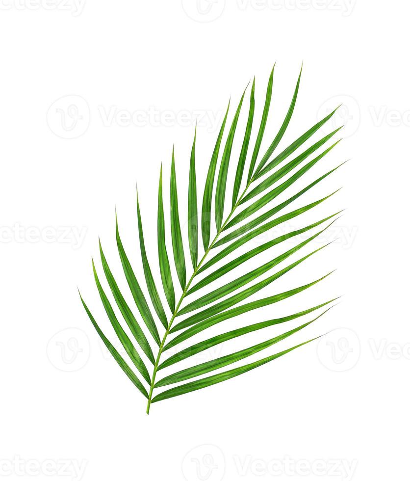 feuilles vertes de palmier isolé sur fond blanc photo