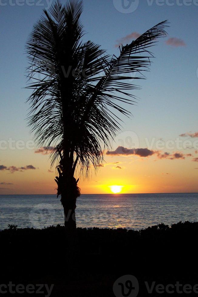 magnifique coucher de soleil avec une silhouette de palmier photo