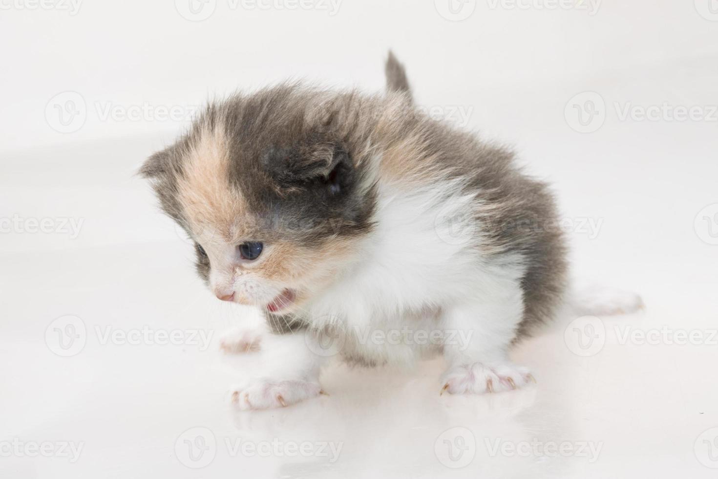 chat maine coon sur fond blanc photo