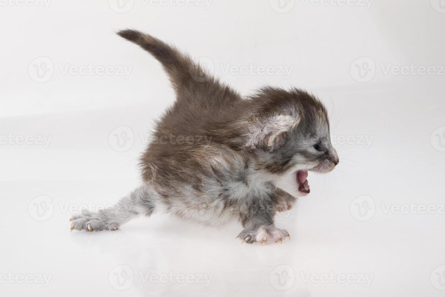 chat maine coon sur fond blanc photo