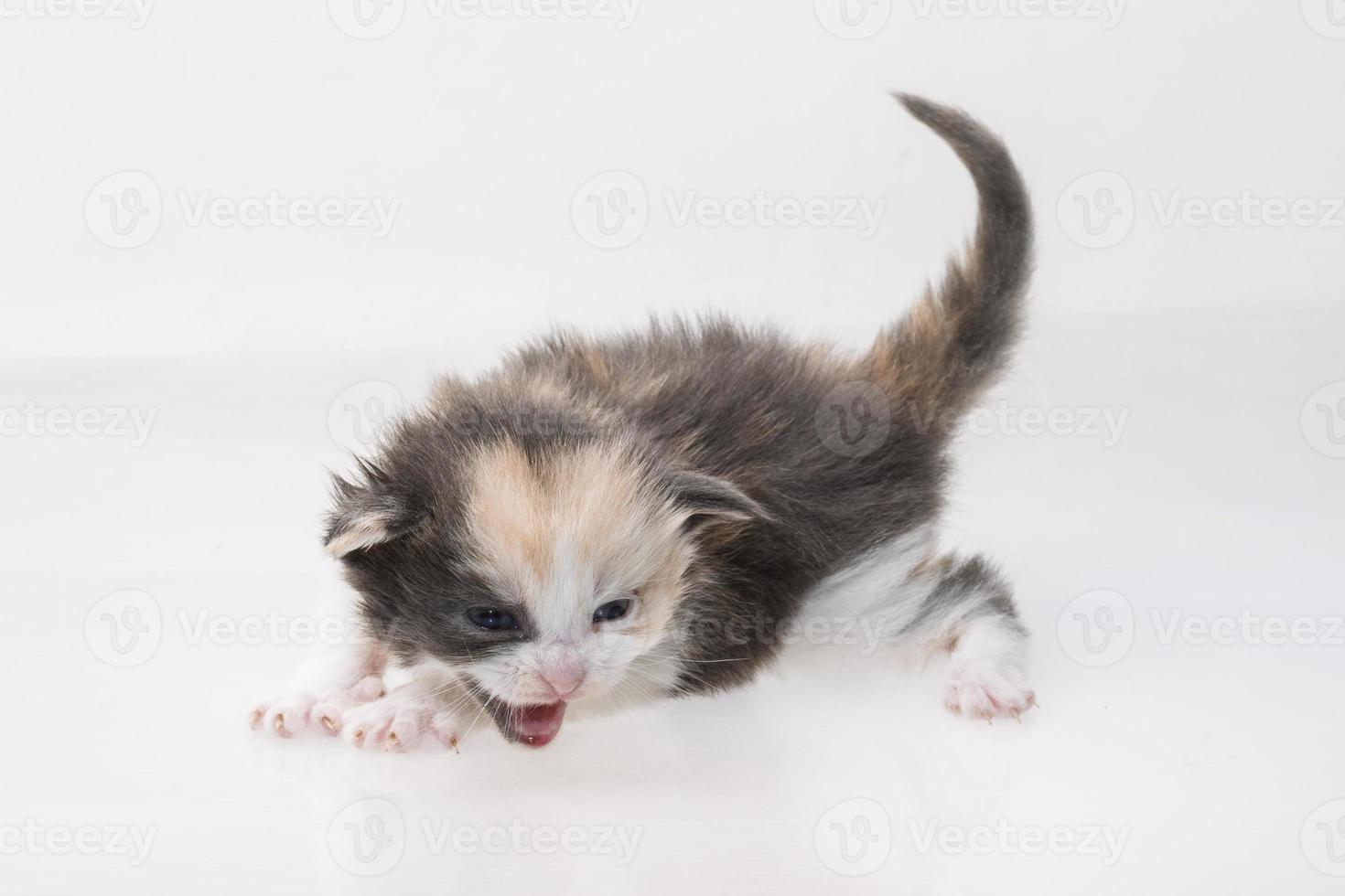 chat maine coon sur fond blanc photo