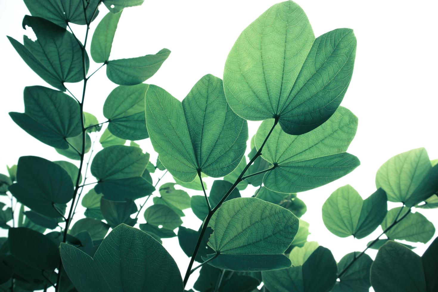 feuilles d'arbre vert isolés sur fond blanc. photo