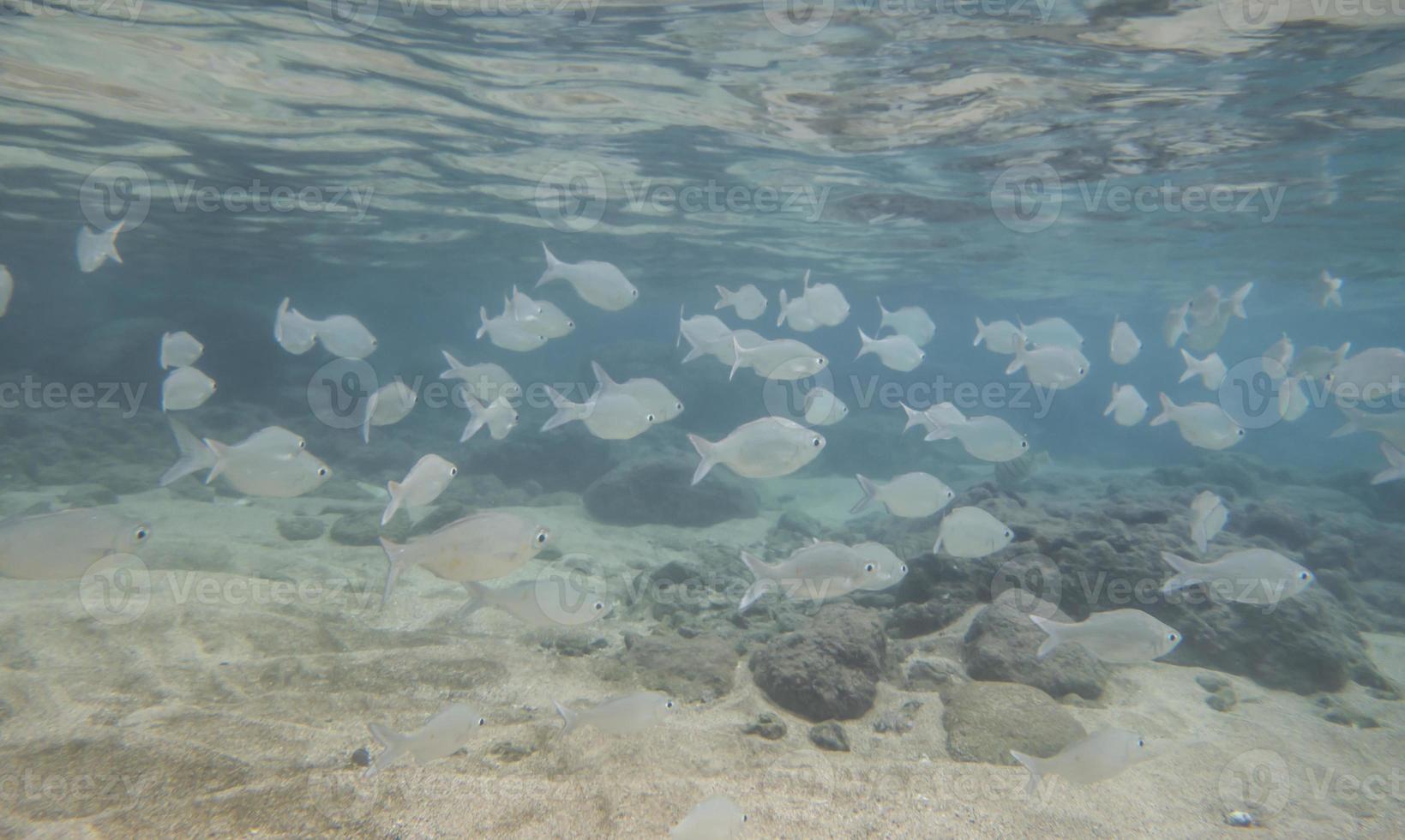 banc de poissons dans la baie de hanauma photo