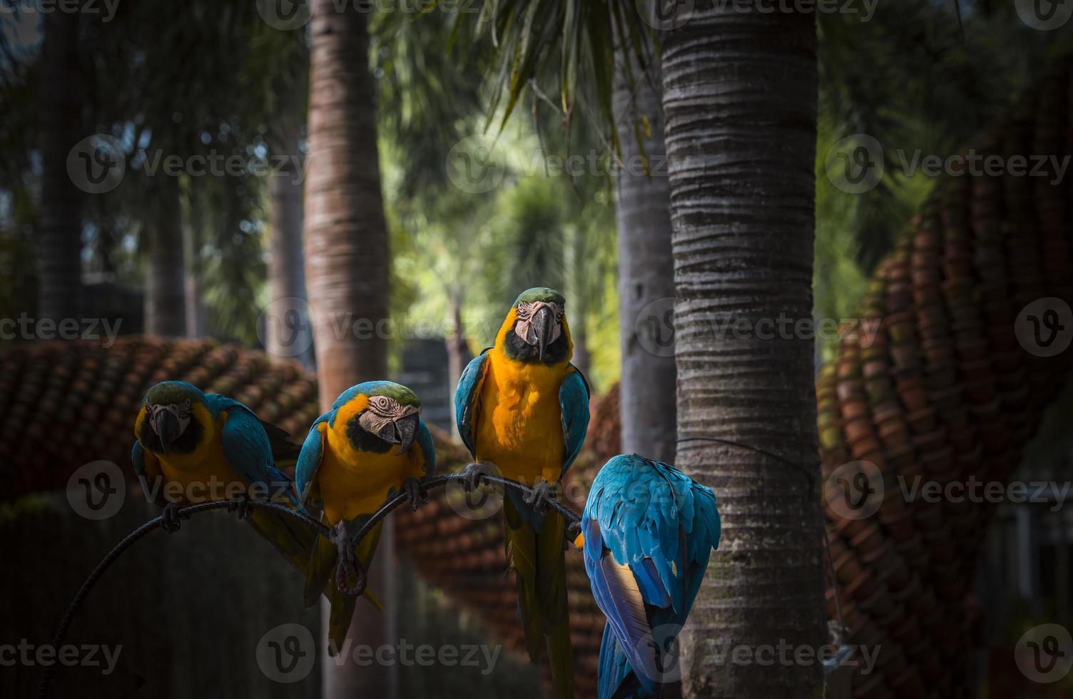 perroquets dans le jardin tropical photo
