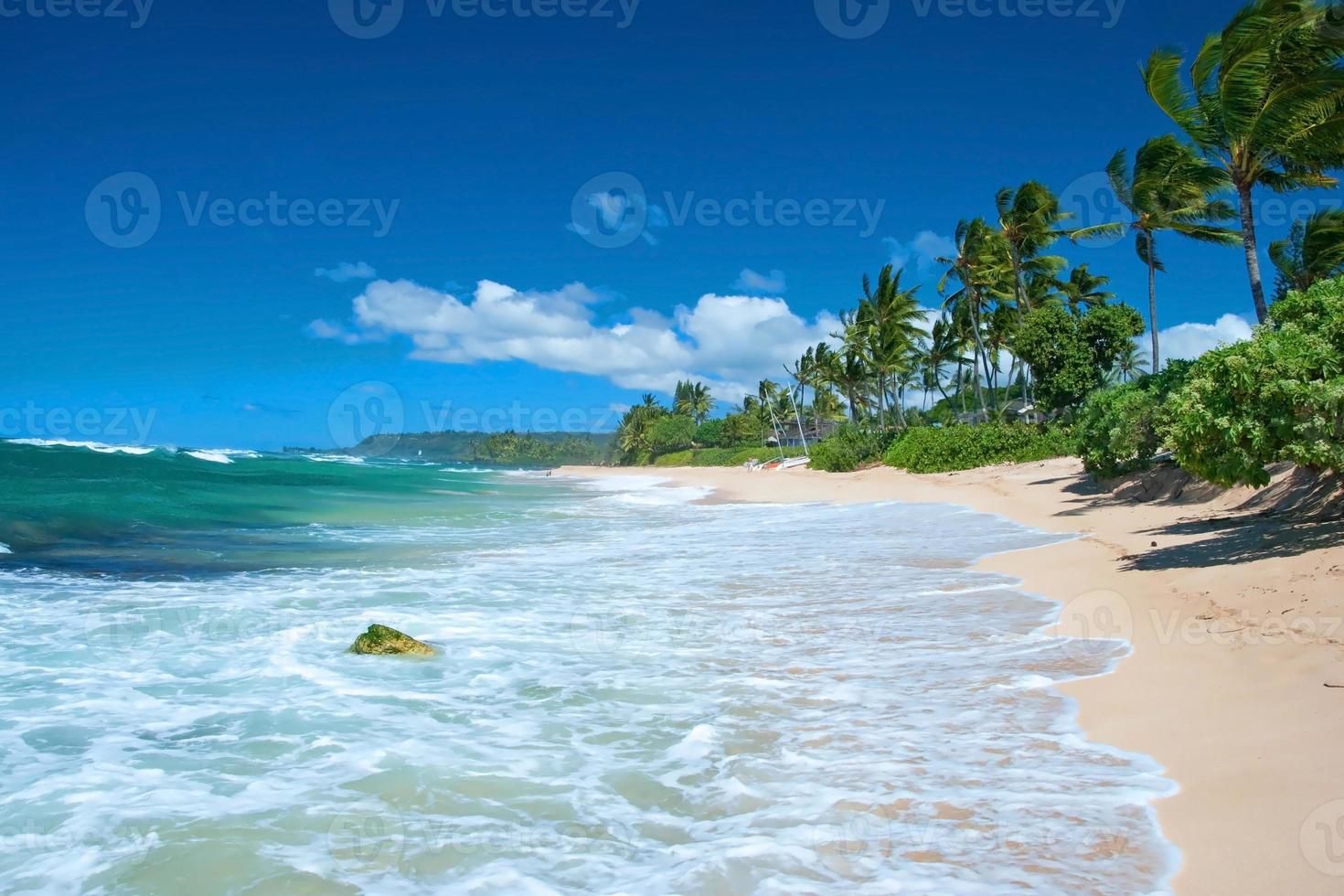 plage de sable vierge avec palmiers et océan azur photo