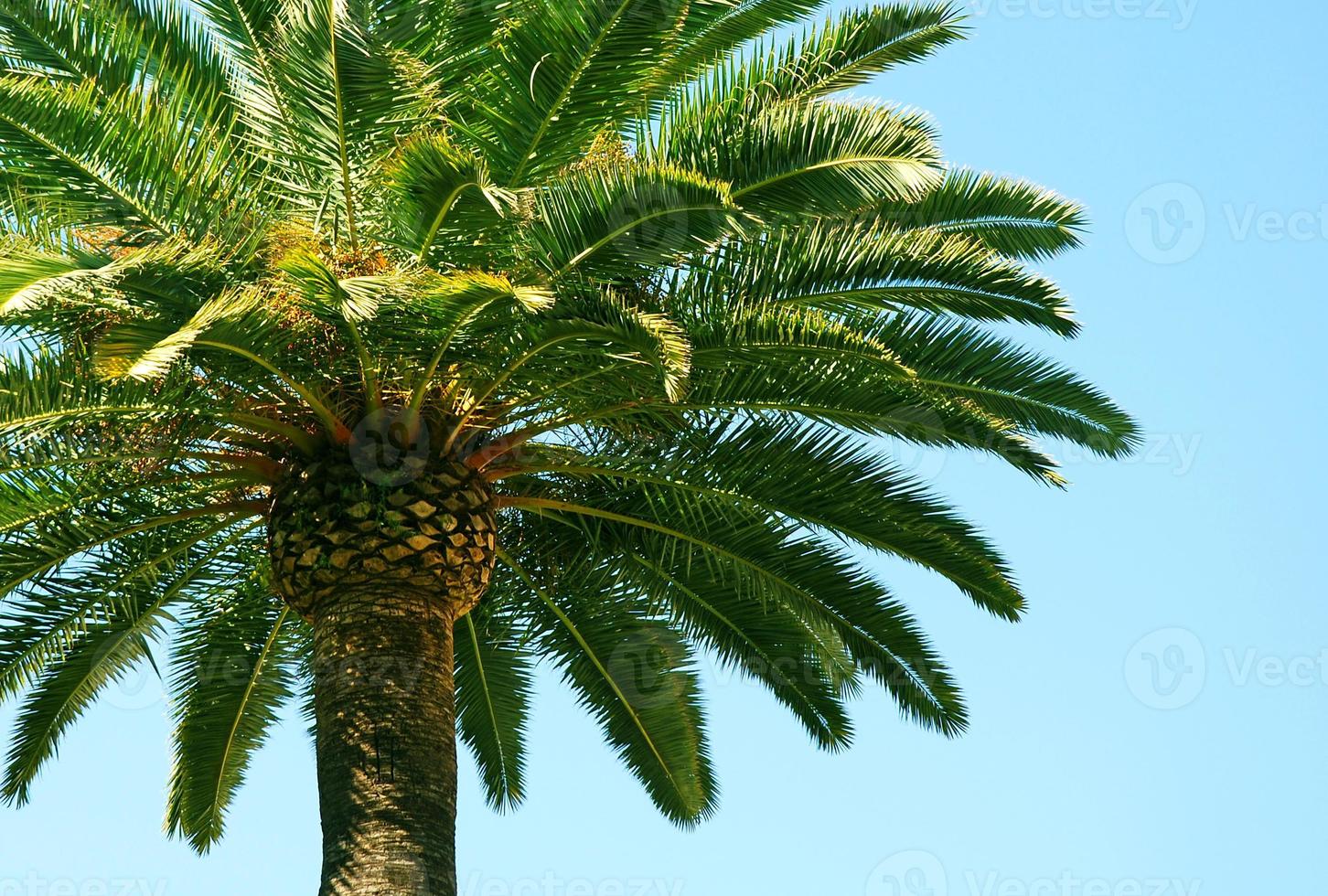 palmier et ciel bleu photo