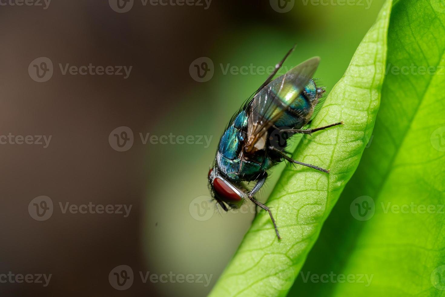 photo macro de mouches à l'état sauvage