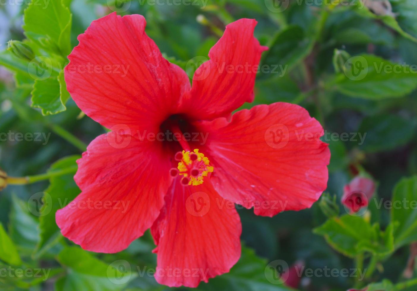 fleur d'hibiscus rouge glwoing photo