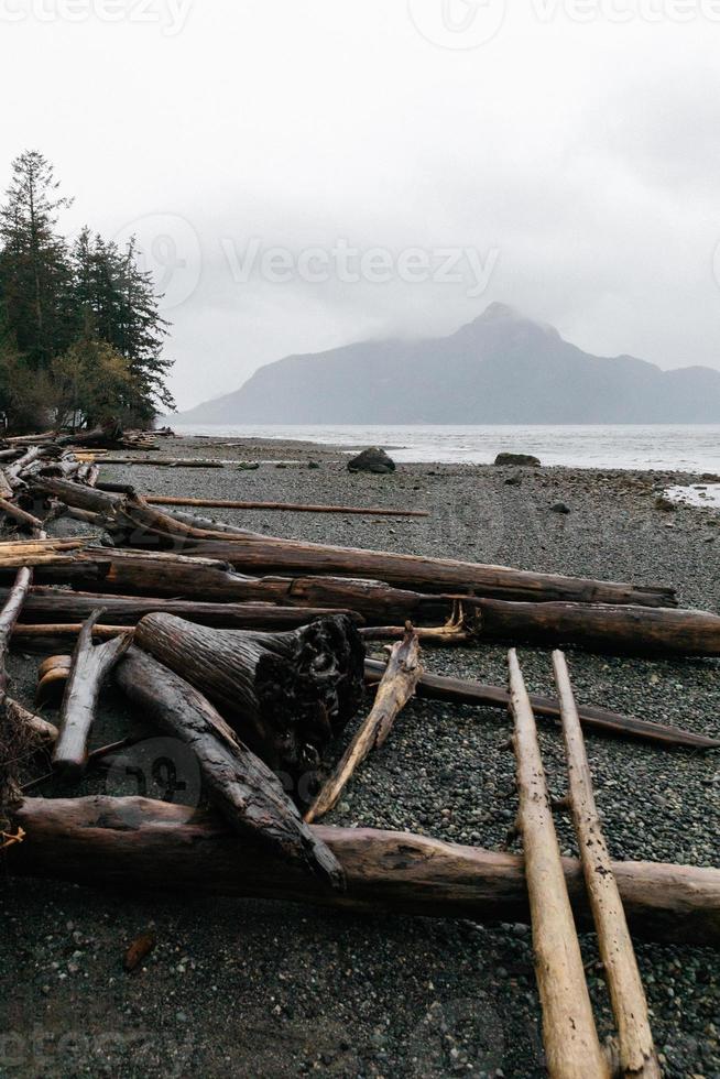 bois flotté sur une plage photo