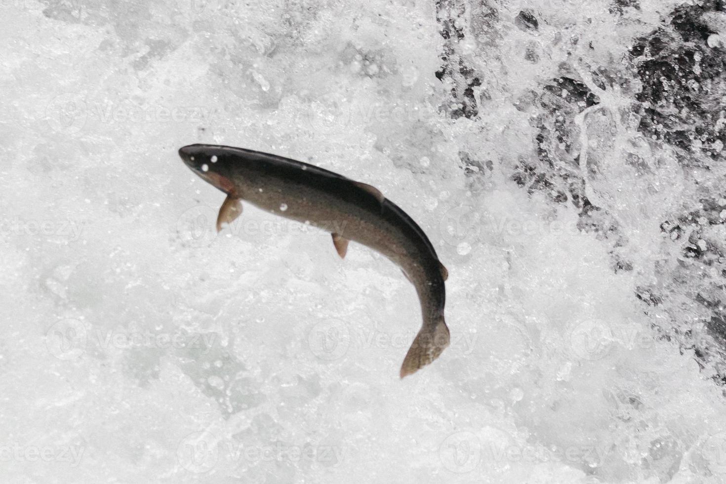 poisson remontant le cours d'eau photo