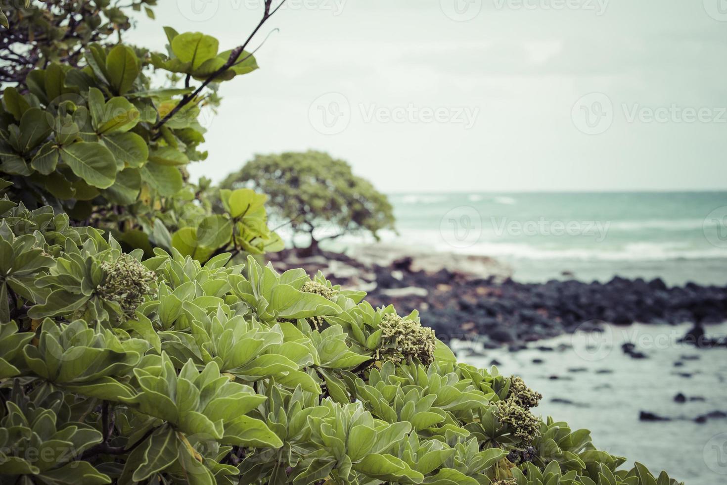 cocotier sur la plage de sable à kapaa hawaii photo