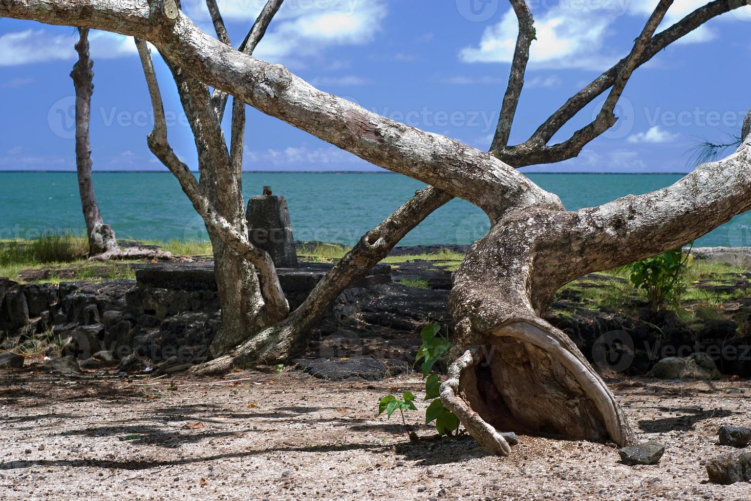 plage de l'île de noix de coco avec des arbres tropicaux et du sable photo