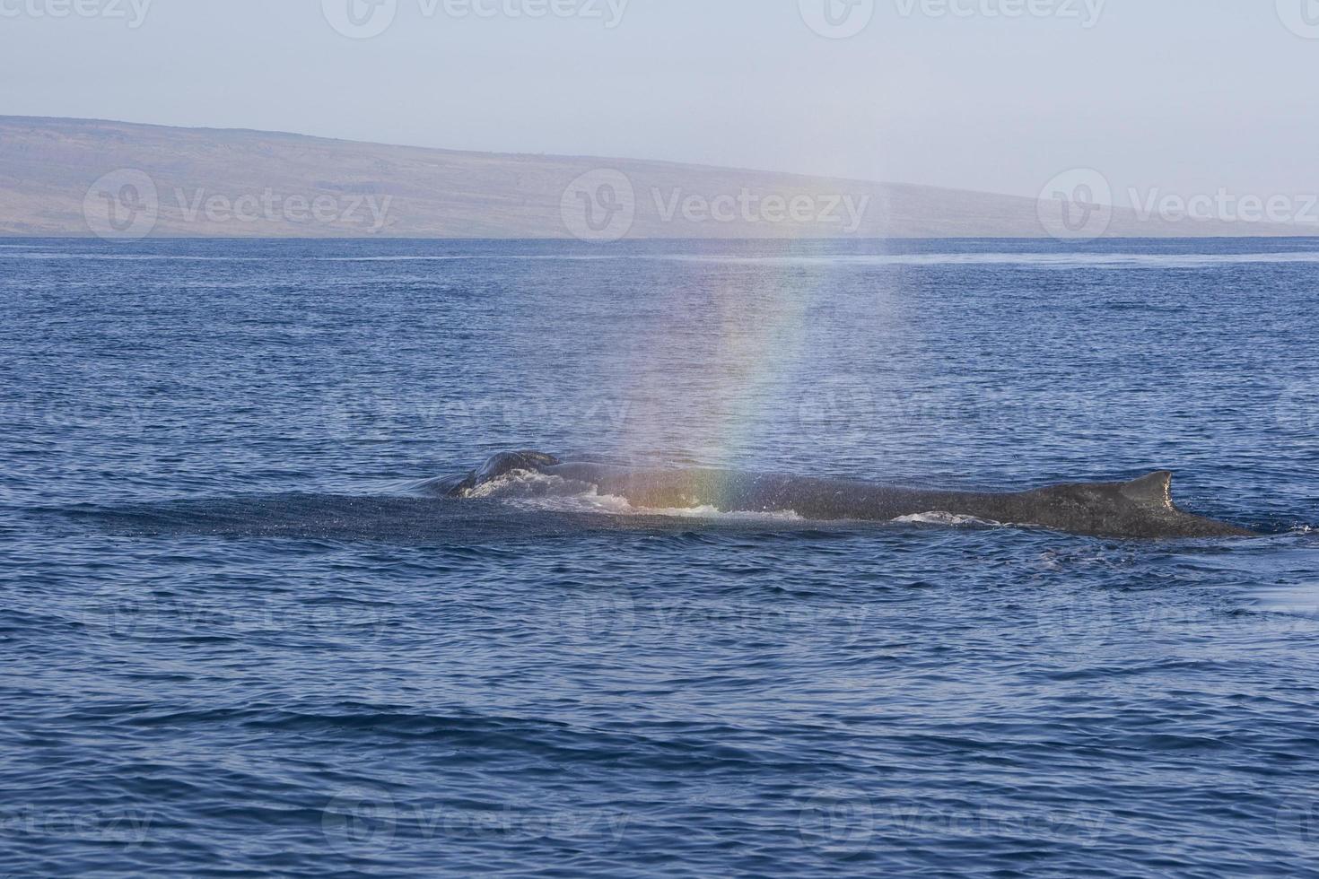 passant baleine à bosse photo