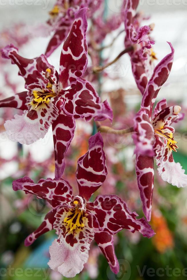fleur orchidée photo