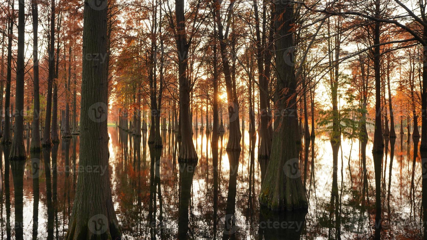 la vue sur les bois avec les arbres qui poussent sur l'eau photo