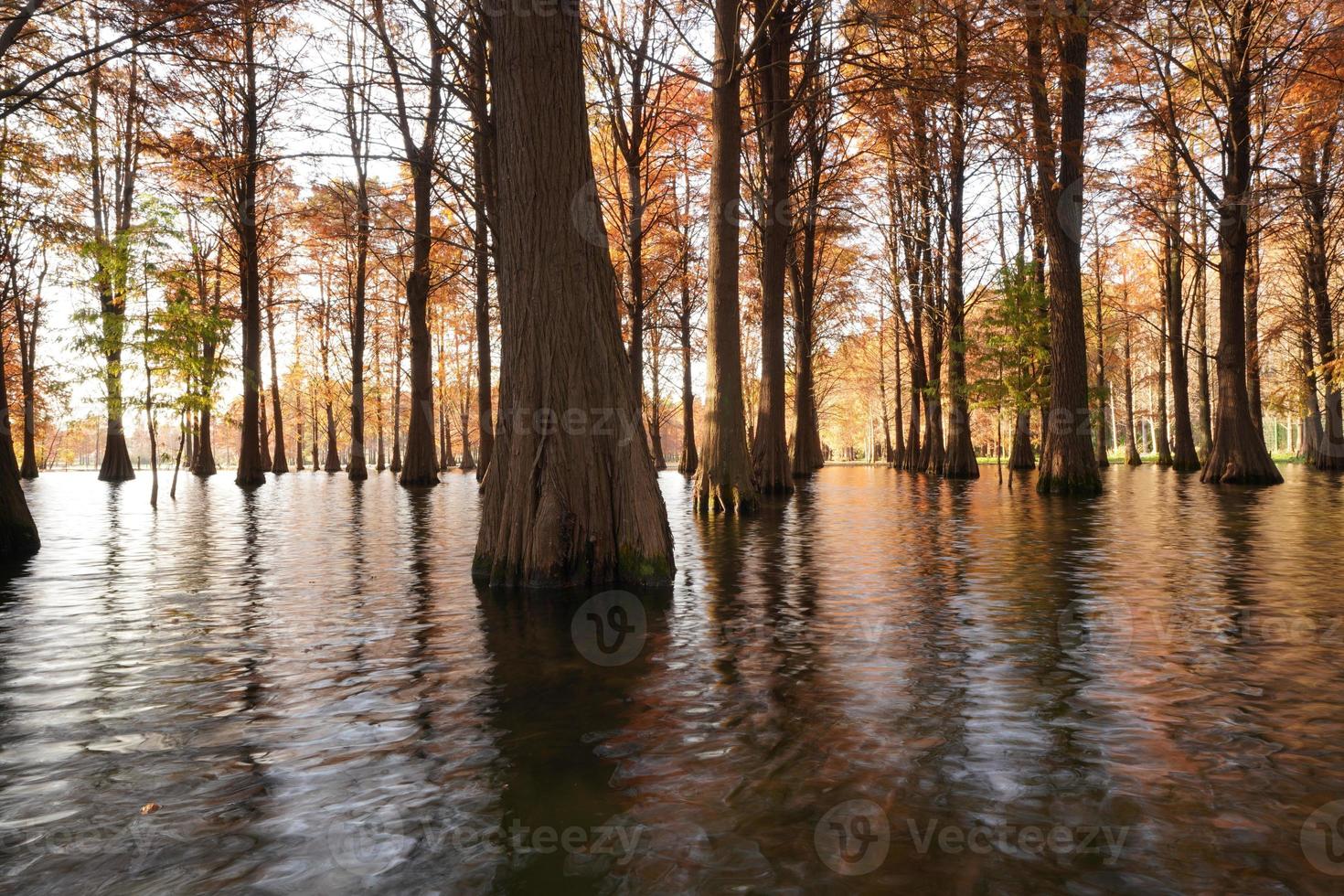 la vue sur les bois avec les arbres qui poussent sur l'eau photo