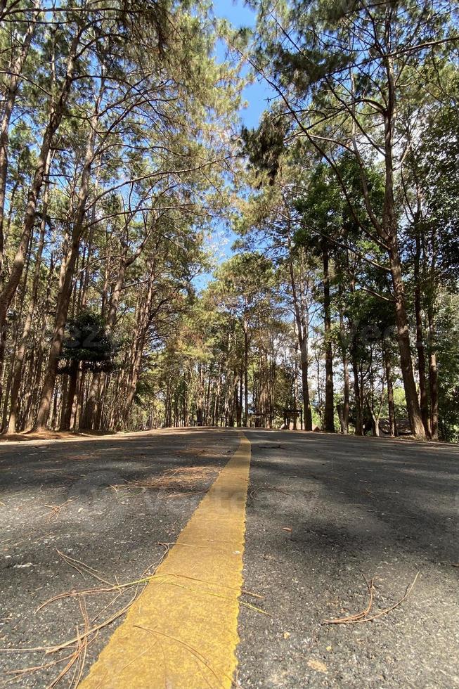 route le long des pins dans le parc naturel photo