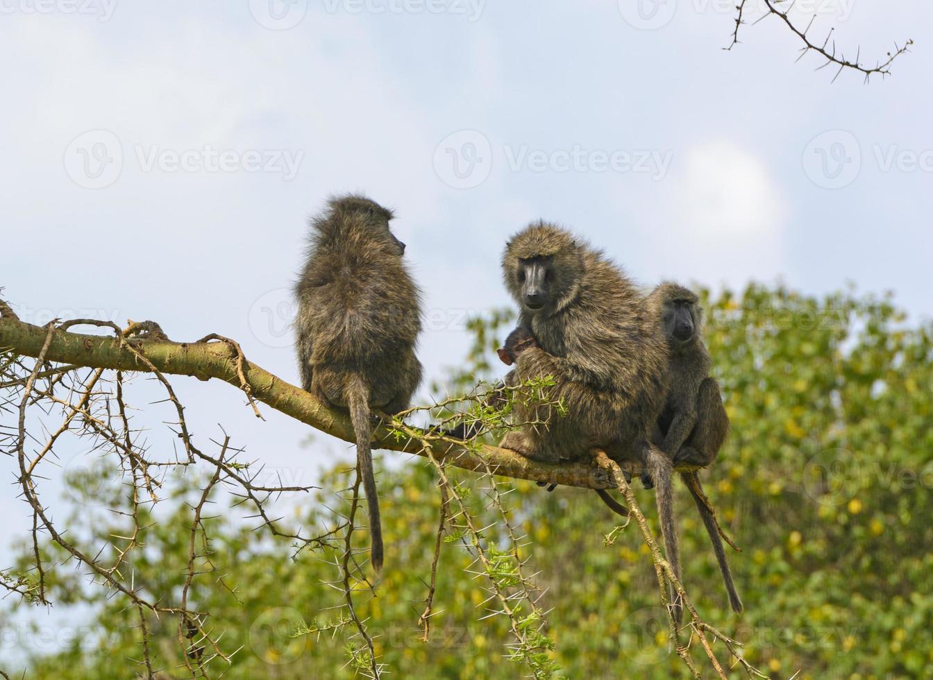 famille babouin dans un arbre photo