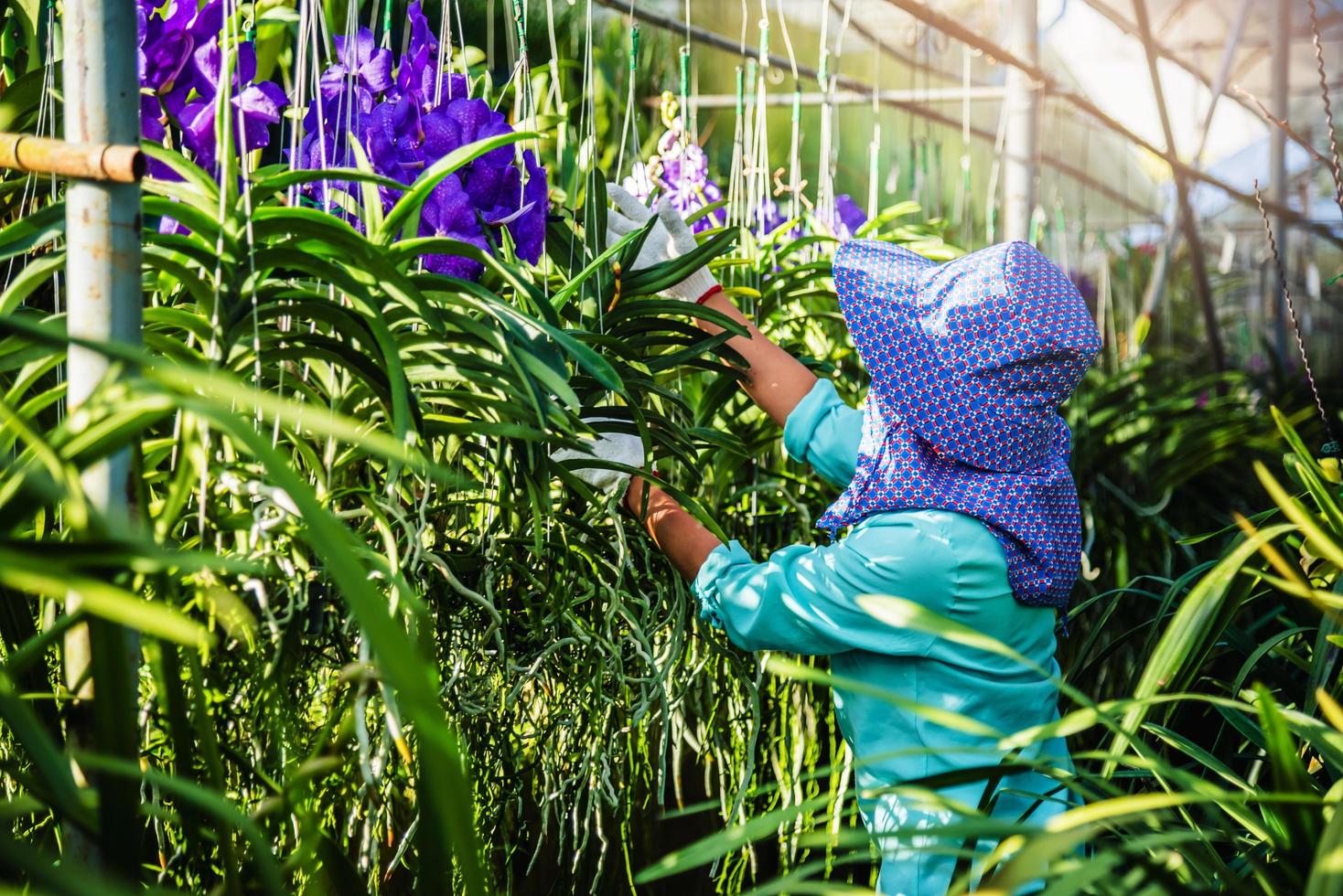 la jeune travailleuse s'occupe de la fleur d'orchidée dans le jardin. Agriculture, plantation d'orchidées.orchidaceae,vanda coerulea photo