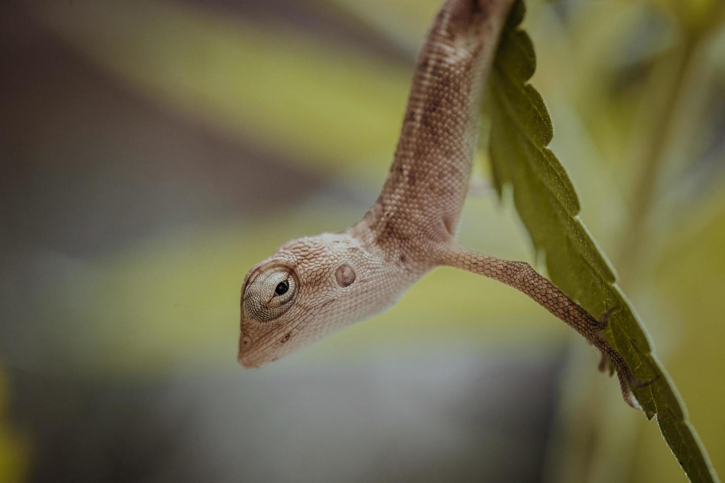 Close up brown thai caméléon sur fond vert naturel photo