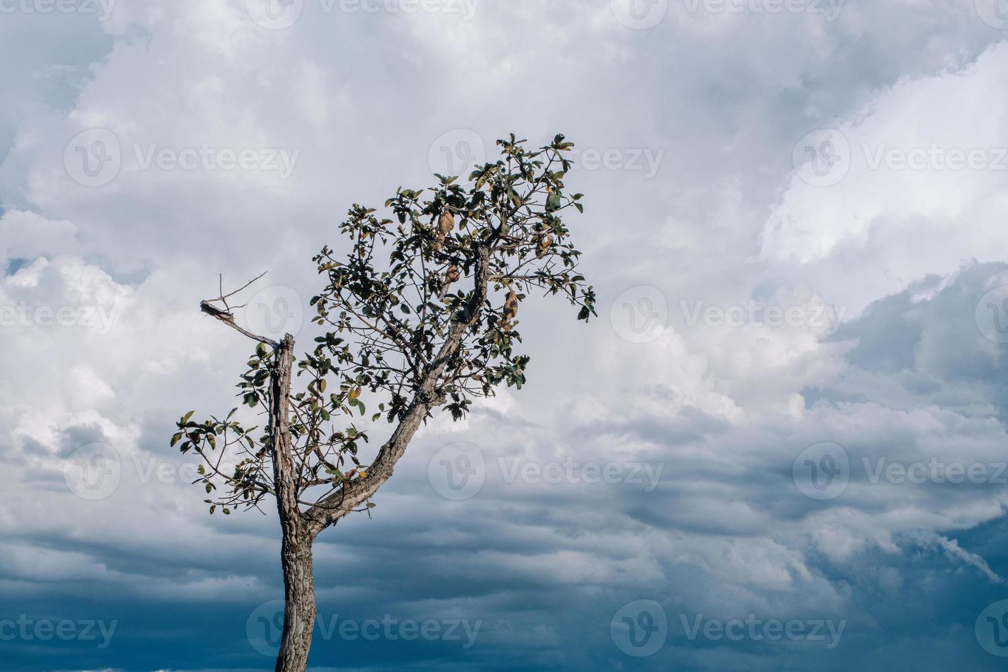 Low angle view of tree against sky photo