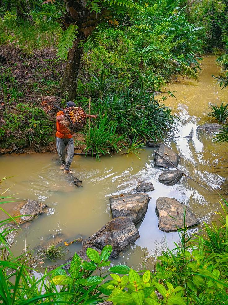 homme traversant la rivière transportant des fruits de palmier photo